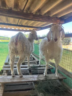 Angora goats