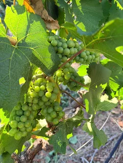 Agriculture services