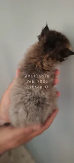Registered Maine Coon Kitten - Feb 2026