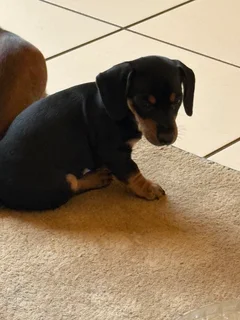 Dachshund Pu