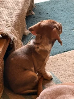 Dachshund Pu