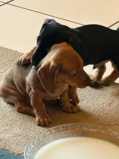 Dachshund Pu