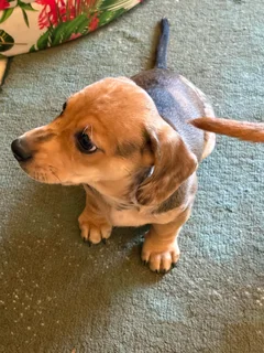 Dachshund Pu