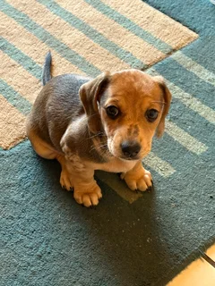 Dachshund Pu