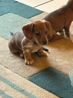 Dachshund Pu