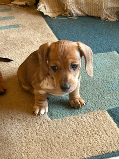 Dachshund Pu