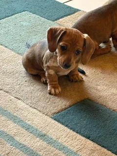 Dachshund Pu