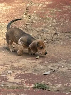 Dachshund Pu