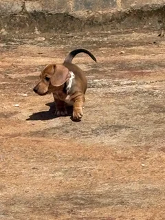 Dachshund Pu