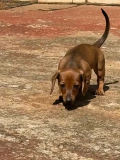 Dachshund Pu