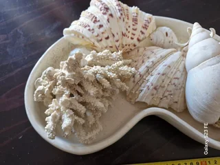 Beautiful Home Decor ! Large tray with 8 x mid-size shells !