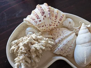 Beautiful Home Decor ! Large tray with 8 x mid-size shells !