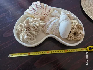 Beautiful Home Decor ! Large tray with 8 x mid-size shells !