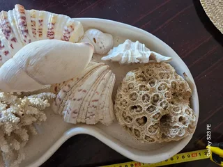 Beautiful Home Decor ! Large tray with 8 x mid-size shells !