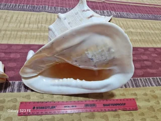 REDUCED ! Rarely Seen for sale ! 2 x Giant Ocean Helmet Snail Shells and 1 Lambis  ! Large size!!