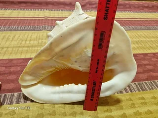 REDUCED ! Rarely Seen for sale ! 2 x Giant Ocean Helmet Snail Shells and 1 Lambis  ! Large size!!