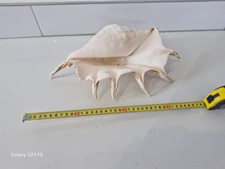 REDUCED ! Rarely Seen for sale ! 2 x Giant Ocean Helmet Snail Shells and 1 Lambis  ! Large size!!