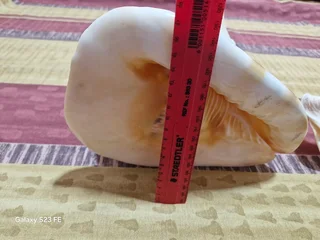 REDUCED ! Rarely Seen for sale ! 2 x Giant Ocean Helmet Snail Shells and 1 Lambis  ! Large size!!