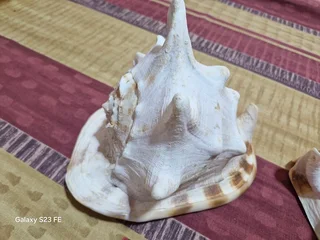 REDUCED ! Rarely Seen for sale ! 2 x Giant Ocean Helmet Snail Shells and 1 Lambis  ! Large size!!