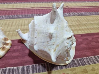 REDUCED ! Rarely Seen for sale ! 2 x Giant Ocean Helmet Snail Shells and 1 Lambis  ! Large size!!