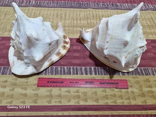 REDUCED ! Rarely Seen for sale ! 2 x Giant Ocean Helmet Snail Shells and 1 Lambis  ! Large size!!