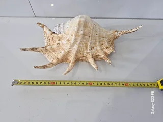 REDUCED ! Rarely Seen for sale ! 2 x Giant Ocean Helmet Snail Shells and 1 Lambis  ! Large size!!