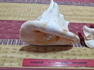 REDUCED ! Rarely Seen for sale ! 2 x Giant Ocean Helmet Snail Shells and 1 Lambis  ! Large size!!