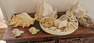 Beautiful Collection ! Mixed Large size Sea Shells collection !