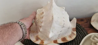 Beautiful Collection ! Mixed Large size Sea Shells collection !