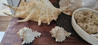 Beautiful Collection ! Mixed Large size Sea Shells collection !
