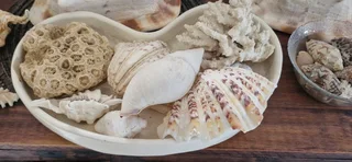 Beautiful Collection ! Mixed Large size Sea Shells collection !