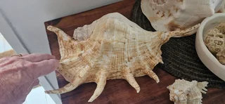 Beautiful Collection ! Mixed Large size Sea Shells collection !