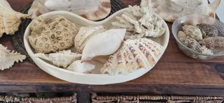 Beautiful Collection ! Mixed Large size Sea Shells collection !