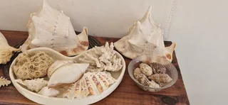 Beautiful Collection ! Mixed Large size Sea Shells collection !