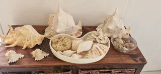 Beautiful Collection ! Mixed Large size Sea Shells collection !