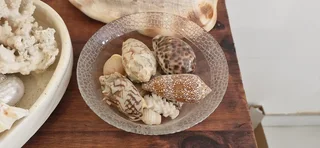 Beautiful Collection ! Mixed Large size Sea Shells collection !