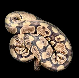 Ball Python Male | Port Elizabeth | Gumtree South Africa