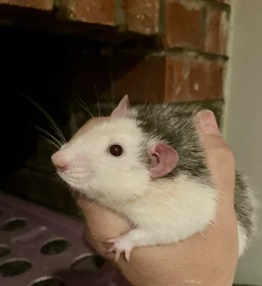 Bigear Dumbo Pocket Pet Rats
