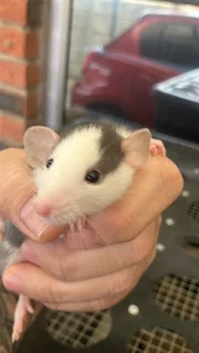 Bigear Dumbo Pocket Pet Rats