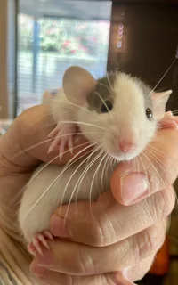Bigear Dumbo Pocket Pet Rats