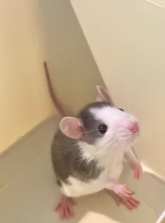 Bigear Dumbo Pocket Pet Rats