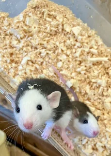Bigear Dumbo Pocket Pet Rats