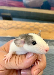 Bigear Dumbo Pocket Pet Rats