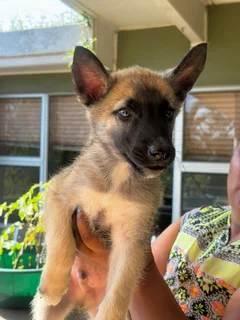Pedigreed Belgian malinois cross pedigree husky for sale