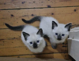 Siamese kitten seal point