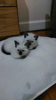 Siamese kitten seal point