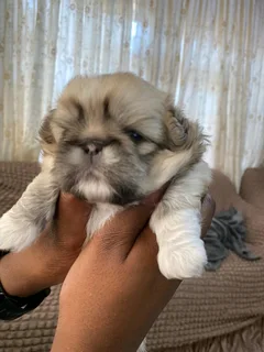 Pekingese puppies for sale