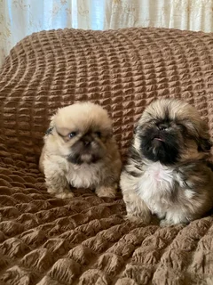 Pekingese 1 male available