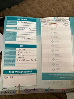 Pekingese 1 male available