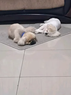 Pekingese 1 male available